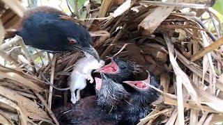 EP25coucal bird The mother bird brought mouse food for her young to eat   Review Bird Nest [upl. by Hinson]