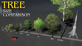 The Tallest TREES in the World 🌳 3D Size Comparison [upl. by Aiet]