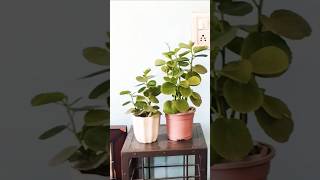 LETSGOGREEN Hardy Succulent Plants  Indoor Flowering Plants Careshortsshortyoutubeshorts [upl. by Lauro525]