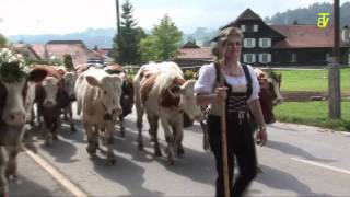 NünenenAlpabfahrt  RiggisbergKt Bern [upl. by Yrohcaz]