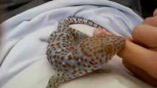 My new Tokay [upl. by Springer]