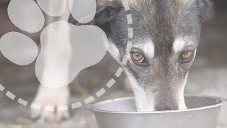 Mushing Explained What do sled dogs eat [upl. by Jabin]