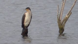 WHITE BREASTED CORMORANT ❌ Phalacrocorax lucidus On his own middle of the lake ‼️👀redfox111 🎥👈 [upl. by Dis562]