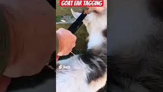 Ear tagginggoat trending viral goatfarming bakripalan rooftop farm farming animals dataAI [upl. by Suoivatra587]