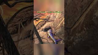 day 2 to find a legendary egg 190 ark arksurvivalevolved [upl. by Kamerman]