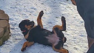 Funniest Dog Fails That Make You LAUGH Countless Times  PETASTIC 🐾 [upl. by Ruenhcs]