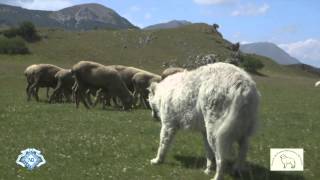 MaremmaAbruzzi Sheepdog Italian Pride ENG TRAILER HD 720p [upl. by Adias]