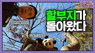 SUB 전지적 할부지 시점 ep198 quot할부지 이즈 백quot 폭포에 머리 감는 후이부터 야근하는 루이까지🐼 바오패밀리의 일상이 가득💕│ Panda World [upl. by Notlil806]