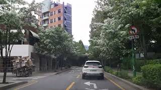 JKP cTV 양재천 이밥나무 도곡동 방면 Chionanthus retusus Yangjaecheon [upl. by Griffiths606]