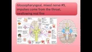 Cranial Nerves Song [upl. by Lourie]