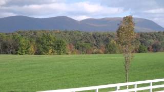 Tree Death in Vermont video 1poor audio Just watch dead trees [upl. by Konrad]