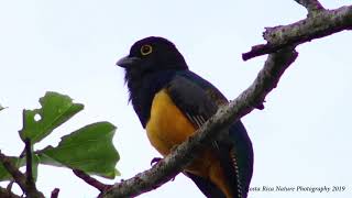 Male Gartered Trogon Sings a beautiful Song in the mountains of Costa Rica [upl. by Geraud]