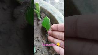 Pathor kuchi Bryophyllum Leaf Propagate Success🌱☘️shortsyoutubeshortsbryophyllumnaturegreening [upl. by Dewain]