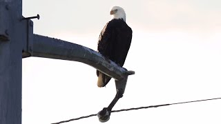 A Bald Eagle makes its home along I264 [upl. by Autumn]