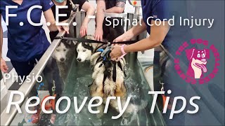 FCE overview  Spinal Cord Injury in Dogs Obi’s Recovery amp Physio Tips for Home [upl. by Adriane946]