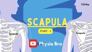 Scapula Part  1 [upl. by Lehman930]