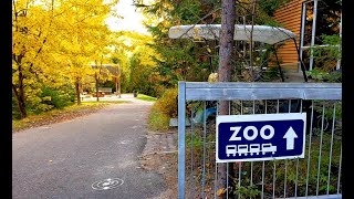 Zoo sauvage de Saint Félicien  Quebecs Wild Animal Park Canada [upl. by Javler]