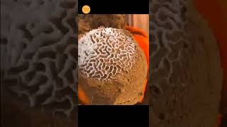 Brain coral 🤯 science sciencefacts [upl. by Nicki]