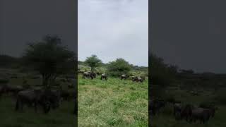 Look at Wildebeest Grazing Peacefully in the Serengeti [upl. by Ahsatsana]