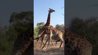 African Safari WildlifePhotography NatureLovers GiraffeFight WildlifeConservation Adventure [upl. by Infield]