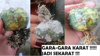 IDN KAKTUS ASTROPHYTUM SAKIT PARAH  KARATNYA MENYEBAR [upl. by Rochell137]