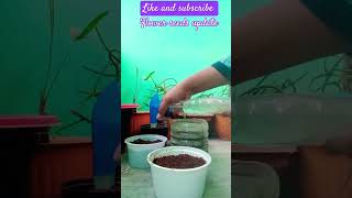 Flower seeds updatesubscribe for more gardening garden plants flowers explore winterflowers [upl. by Miarhpe]