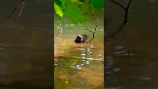 Common Moorhen Fledgling Wading Water 🐦 shorts wildlife nationalbird [upl. by Aradnahc204]