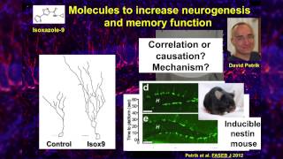 NEURON Conference 2014  quotAdult Hippocampal Neurogenesisquot  Amelia Eisch [upl. by Asiruam]