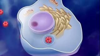 antigen antibody reaction [upl. by Giustino]