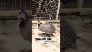 Guineafowl Bird  Animal Farm birds 🐦🦜 [upl. by Edeline]