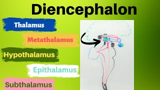 Diencephalon [upl. by Inaliak]