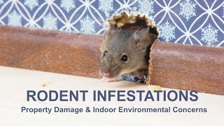 Rodent Infestations Property Damage amp Indoor Environmental Concerns [upl. by Wileen230]