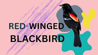 quotREDWINGED BLACKBIRD quot Nursery rhymessongAnimal Song kids song education learning [upl. by Zachariah642]