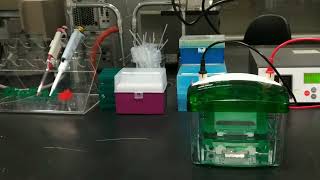 Introduction to Polyacrylamide gel electrophoresis PAGE for Oligonucleotides [upl. by Hidie]