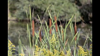 April 14 2024  The Weeds [upl. by Bishop398]