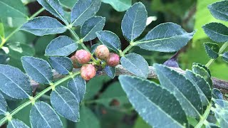 Stunning Szechuan pepper plant has a few ‘peppercorns’ developing nicely [upl. by Anirdua]