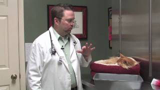 Dog amp Cat Diseases  About Feline Toxoplasmosis [upl. by Cecilla]