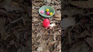 Finding millipede and turtle and egg millipede egg turtle [upl. by Dorthea926]