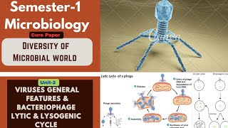 Semester1 Core Paper  Details of Viruses Virus life cycle Bacteriophage lytic amp lysogenic cycle [upl. by Enid844]