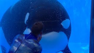 One Ocean Featuring Tilikum amp Malia  Aug 13 2016  SeaWorld Orlando [upl. by Beauvais]