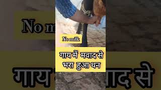 Chronic Mastitis  गाय में मवाद से भरा हुआ थन  treatment shortsviral ytshorts trending vet [upl. by Simonette]