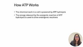 BI112 ATP and ATP cycle ch 6 [upl. by Rosen]