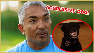 I teach an aggressive dog how to get into the car  Cesar 911 [upl. by Lev]