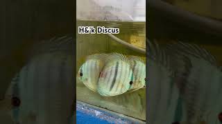 Wild Blue solid Heckels  April 2024 discus discusfish discusbreeder wilddiscus hekdiscus [upl. by Cunningham506]