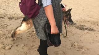 Degenerative Myelopathy GSD 2018 [upl. by Yrtsed]