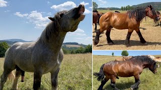 130 Koni Zimnokrwiste u Krzysztofa Wenskiego 5 ogierów kryjących [upl. by Trilbi]