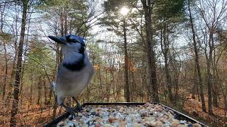 Tufted Titmice Whitebreasted Nuthatch Blue Jay [upl. by Artsa]