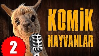 Pisi TV Komik Hayvanlar 2  Bu Hayvanlar Konuşuyor [upl. by Animahs]