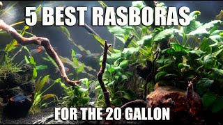 5 Best RASBORAS For The 20 Gallon or Smaller 💙❤️💚 [upl. by Ased]