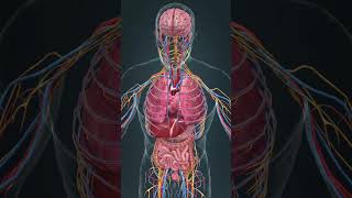 Inside the body there is a machine that operates nonstop 3d anatomy heart [upl. by Mharba]